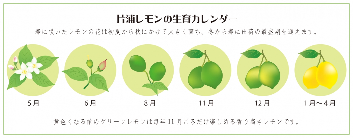片浦レモンの生育カレンダー